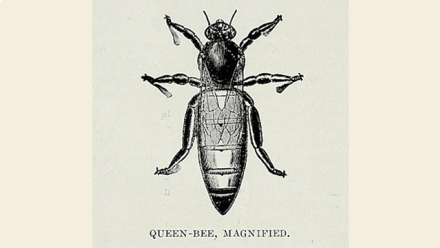 The Political Bee: Apicultural Knowledge and Human Politics and in Ancient Greece