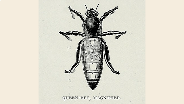 The Political Bee: Apicultural Knowledge and Human Politics and in Ancient Greece