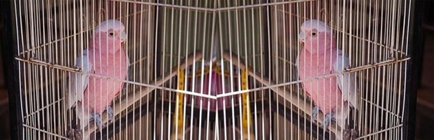 Pet shop galah