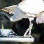 White ibis feeding from bin