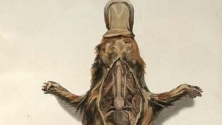 Love, Death and Science: Problematising Scientific Collecting and Dissection in Rifling Paradise and Love and the Platypus Love, Death and Science: Problematising Scientific Collecting and Dissection in Rifling Paradise and Love and the Platypus